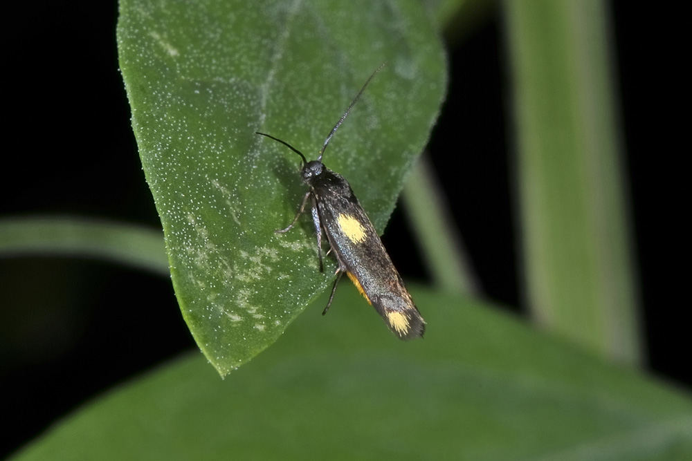 Scythrididae:  Scythris sinensis